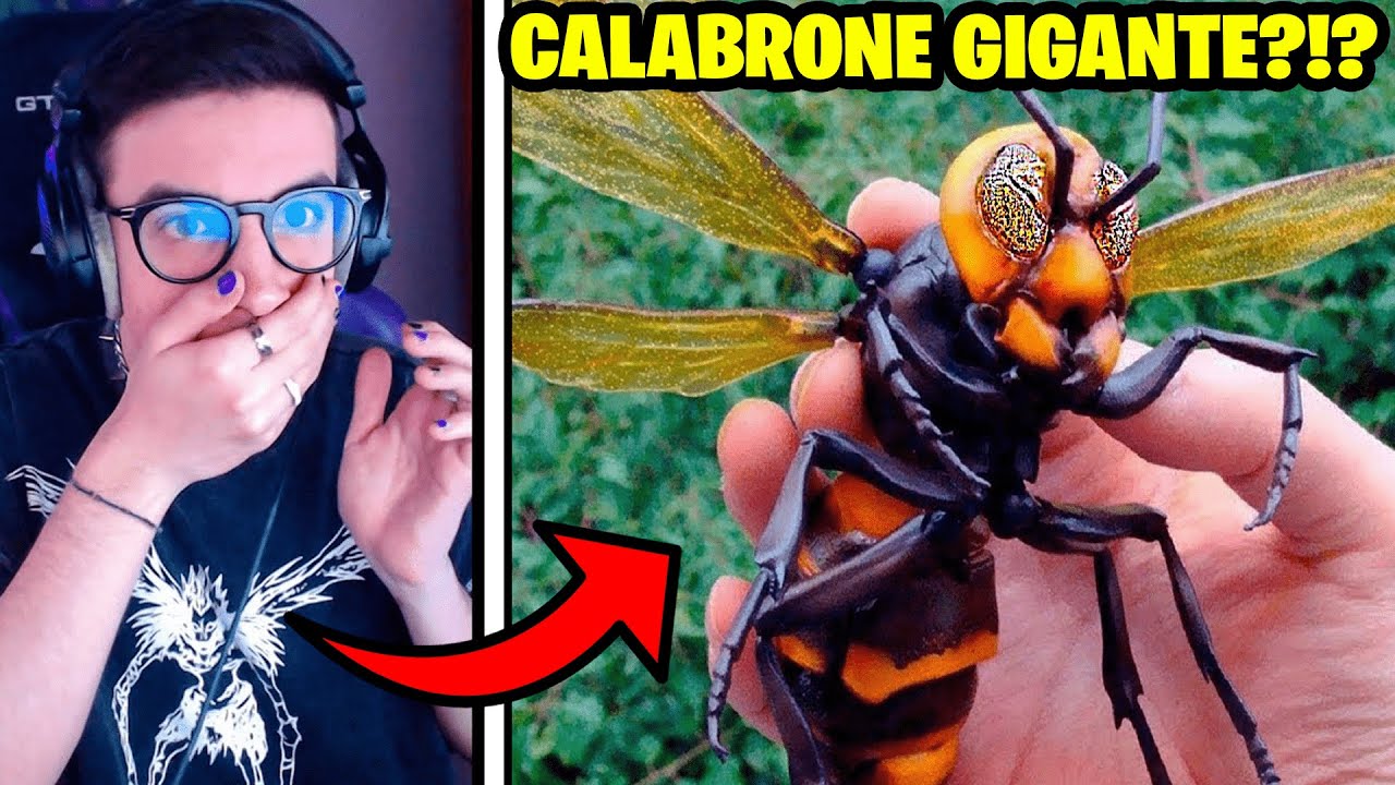 10 INSETTI PIÙ PERICOLOSI DEL MONDO!!
