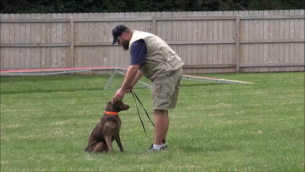 Chester - Boot Camp Dog Training (blind dog)
