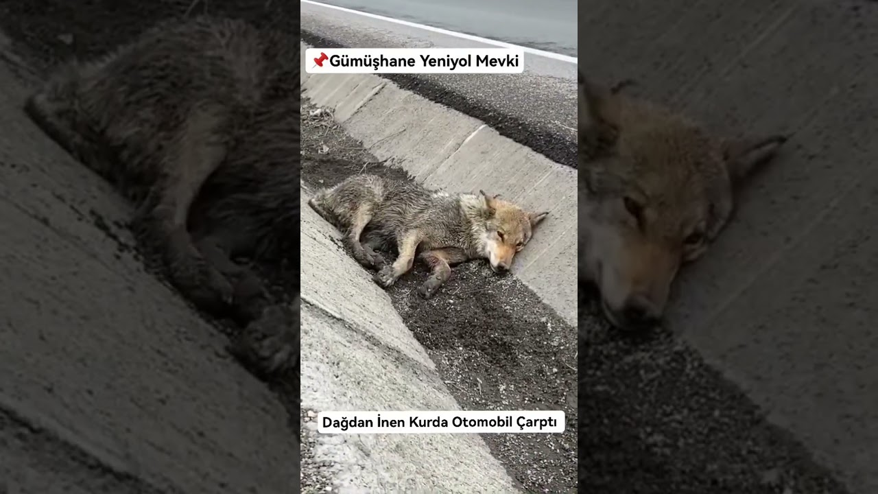G&uuml;m&uuml;şhane' de Dağdan İnen Kurda Otomobil &Ccedil;arptı