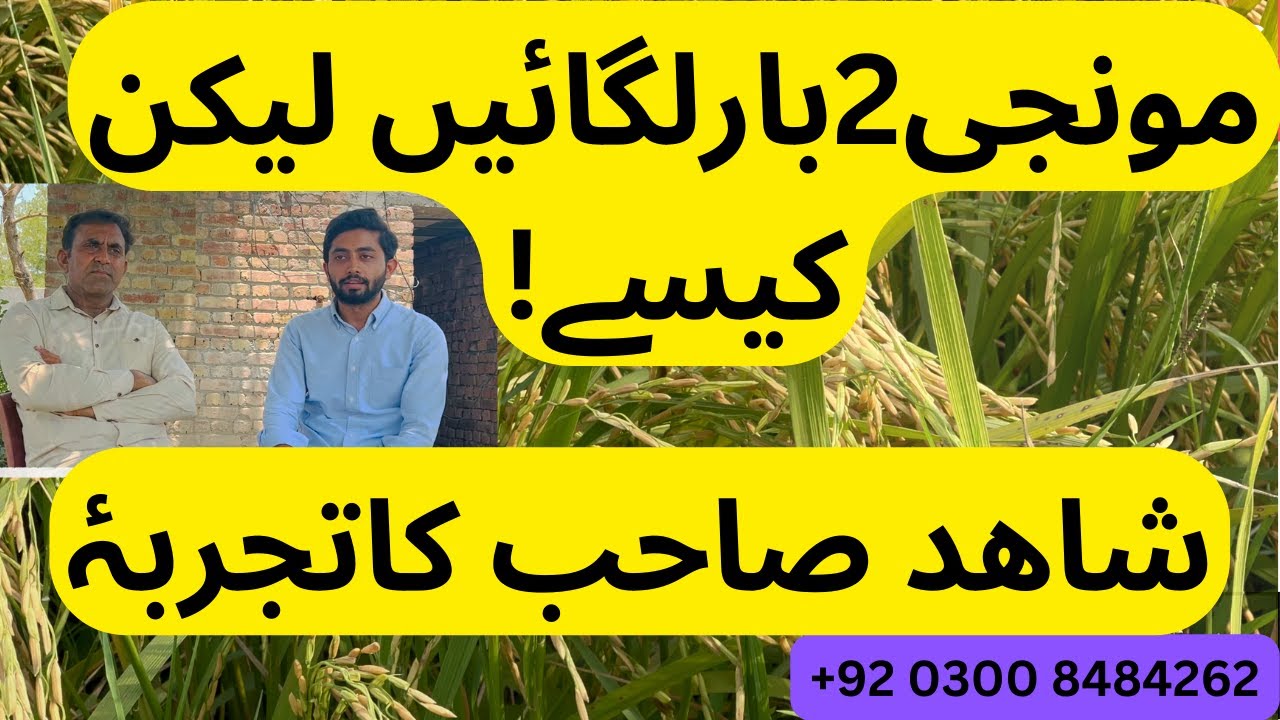 Monji 2 Bar | PB-1847 PB-1692 PB-1886 PB-1885 | new variety | seed full details | 1847 high yield