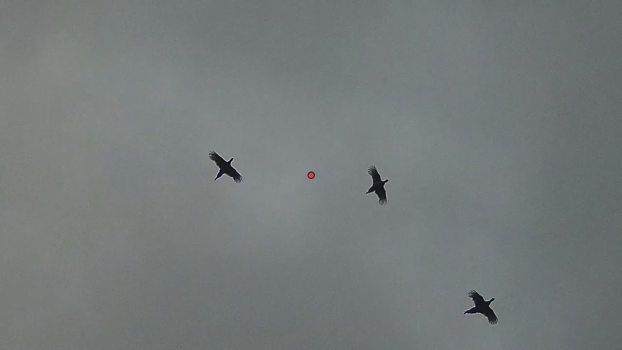 Testing out ShotKam on High Pheasant Shooting at Powis Castle