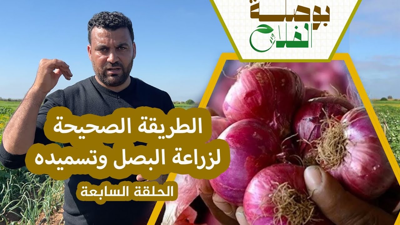 بوصلة الفلاح(ح7).. مراحل زراعة البصل وأسرار التسميد لتفادي الأمراض وزيادة الإنتاج