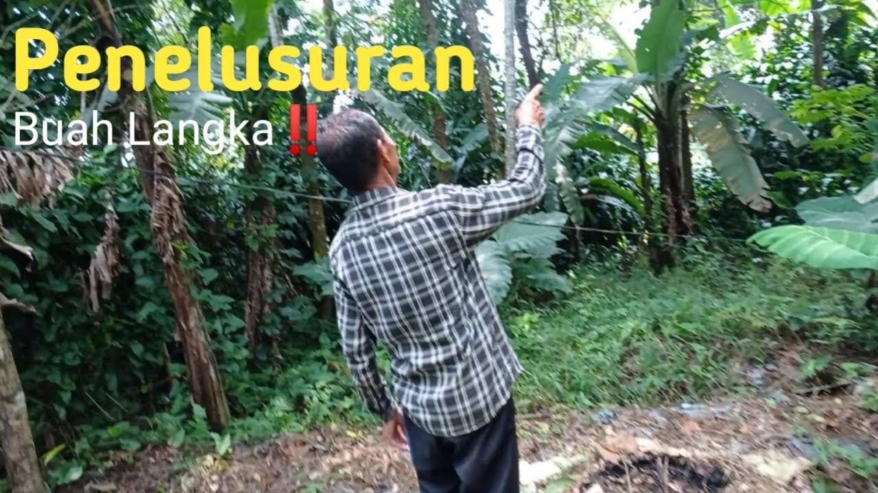  BUAH INI JARANG ADA YANG NANEM⁉️