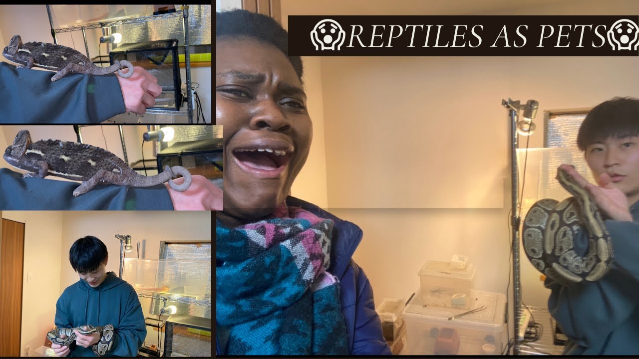 SHOCKING REPTILES AS PETS // #pets #日本のペット #日本でペットを飼う #japan #shinzoabe