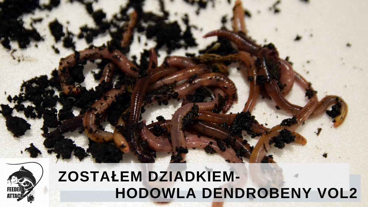 ZOSTAŁEM DZIADKIEM- HODOWLA DENDROBENY VOL2