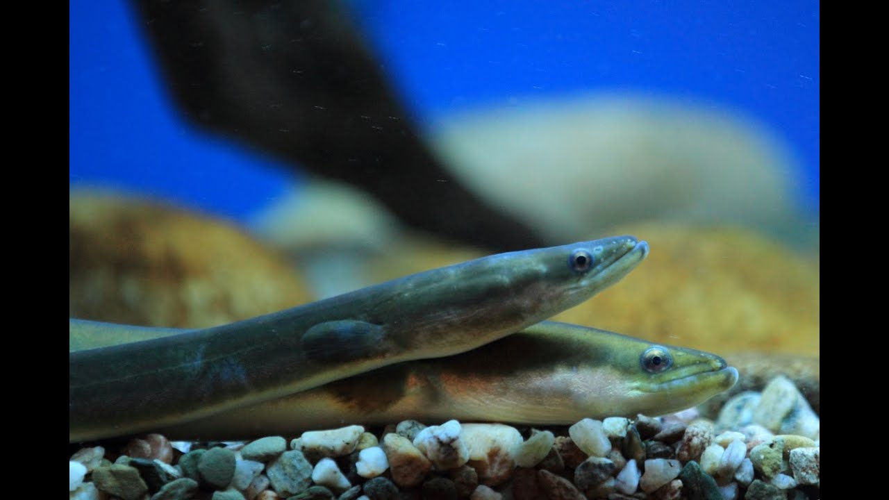 STOP ALLA PESCA DELLE ANGUILLE NEL MEDITERRANEO - Novità 2024