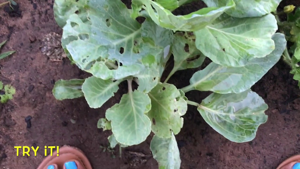 Garlic Powder and Water Spray Update