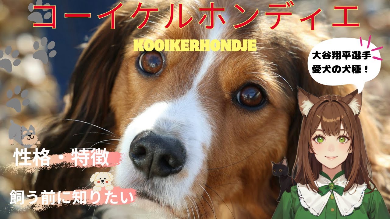 【コーイケルホンディエ】大谷翔平選手の愛犬！コーイケルホンディエの性格や特徴、歴史や逸話、飼う前に知りたい、飼い方、＃コーイケルホンディエ＃犬＃子犬＃犬のしつけ＃犬のいる暮らし＃いぬのきもち＃デコピン