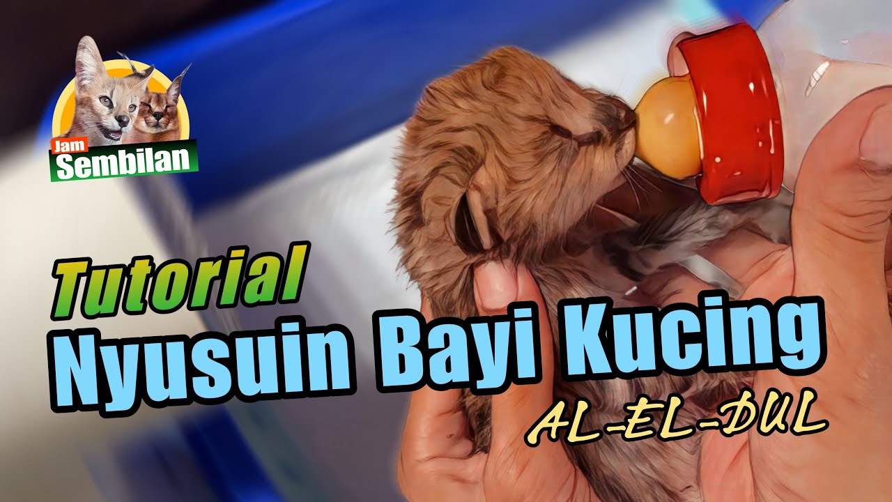 TUTORIAL NYUSUIN BAYI KUCING || SERVAL #serval #caracal #kucinglucu #kucingsultan #kitten
