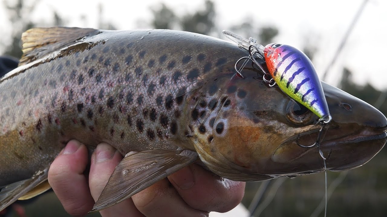 BROWN TROUT! Exploring and Island Camping LAKE GORDON!!