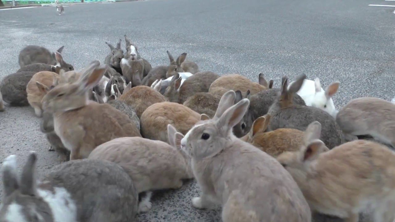 E160227A うさぎ島 【RabbitIsland】 朝のうさぎはテンションMAX