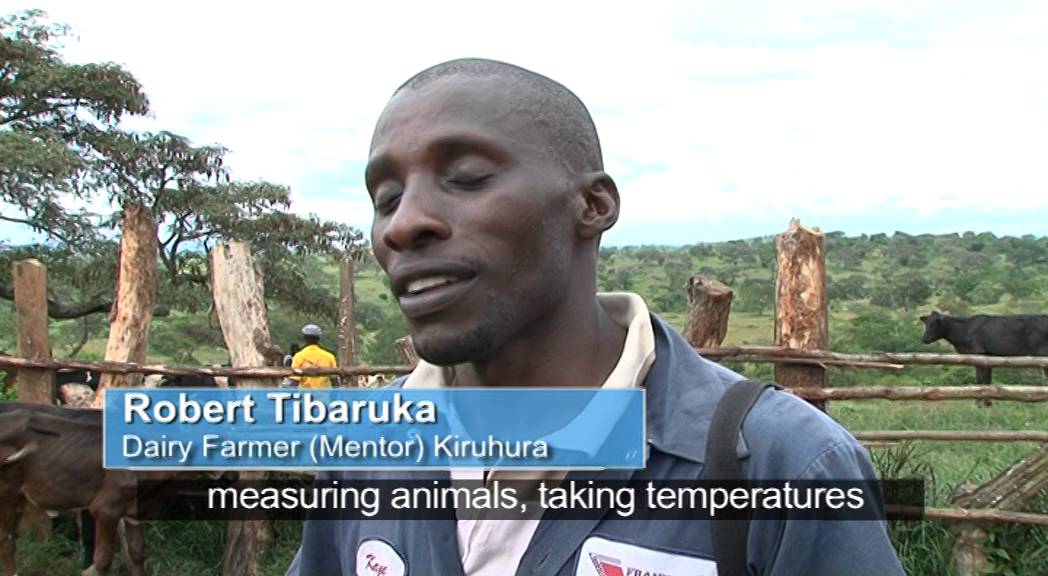 SNV Uganda: dairy farmer-to-farmer mentoring