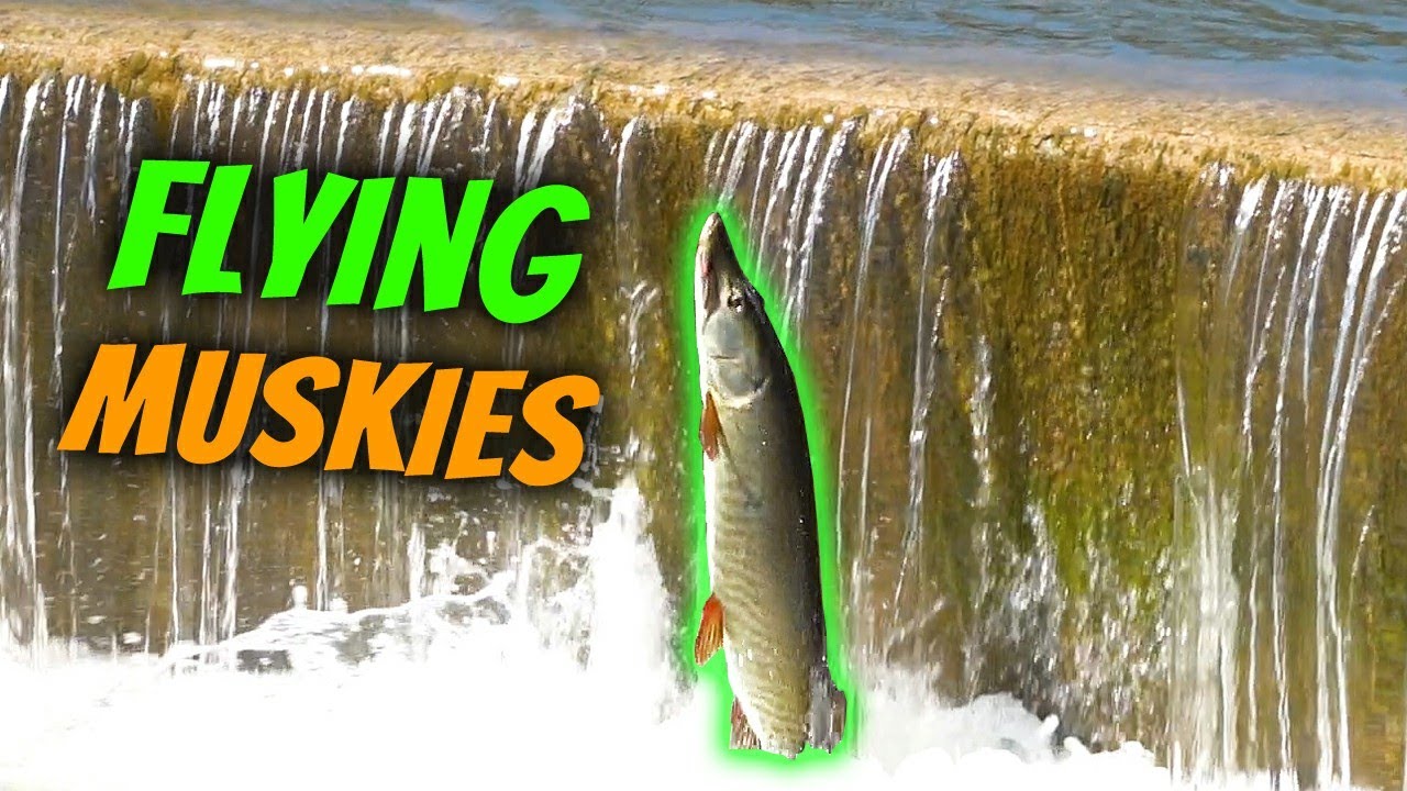 Muskies JUMPING Like Salmon On Spring Spawning Run!!