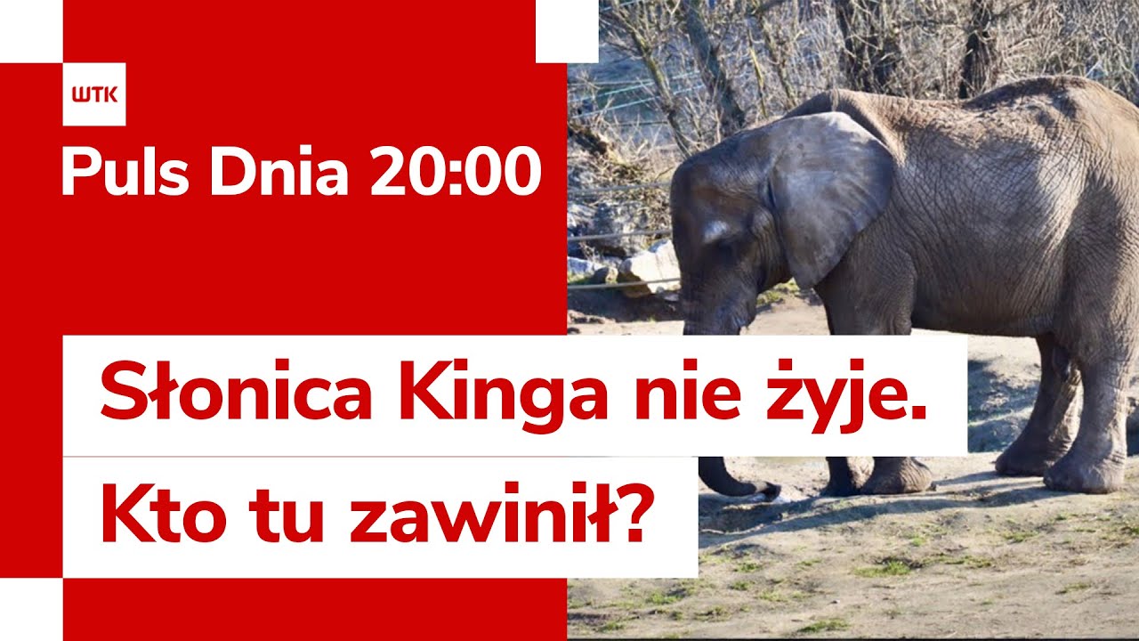 Słonica Kinga nie żyje. Kto tu zawinił? Kontrowersje wokół śmierci ulubienicy ZOO