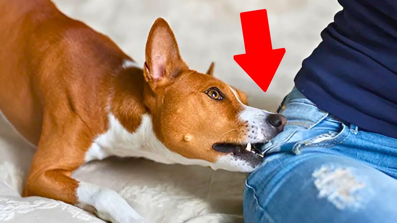8 BIZARRE Things Only FEMALE Dogs Do For Owners | K9Pedia