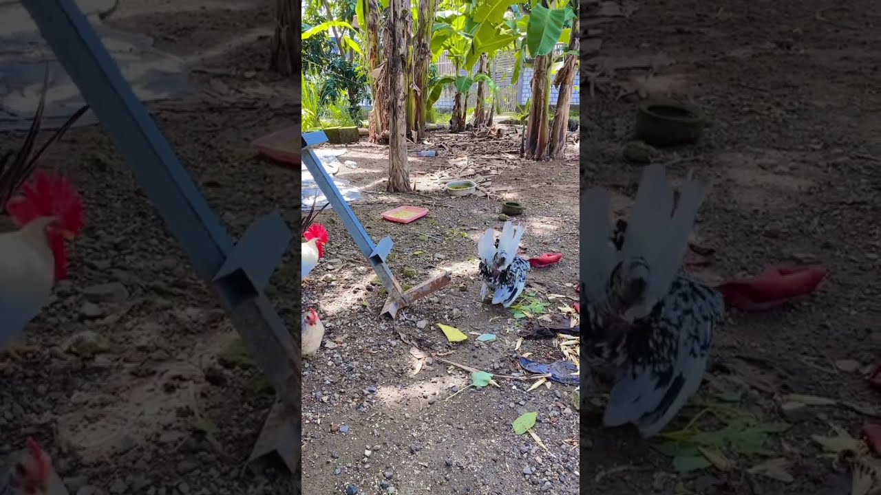Kondisi kandang ayam kate chabo blacktail, chabo blorok, chabo sugarcen