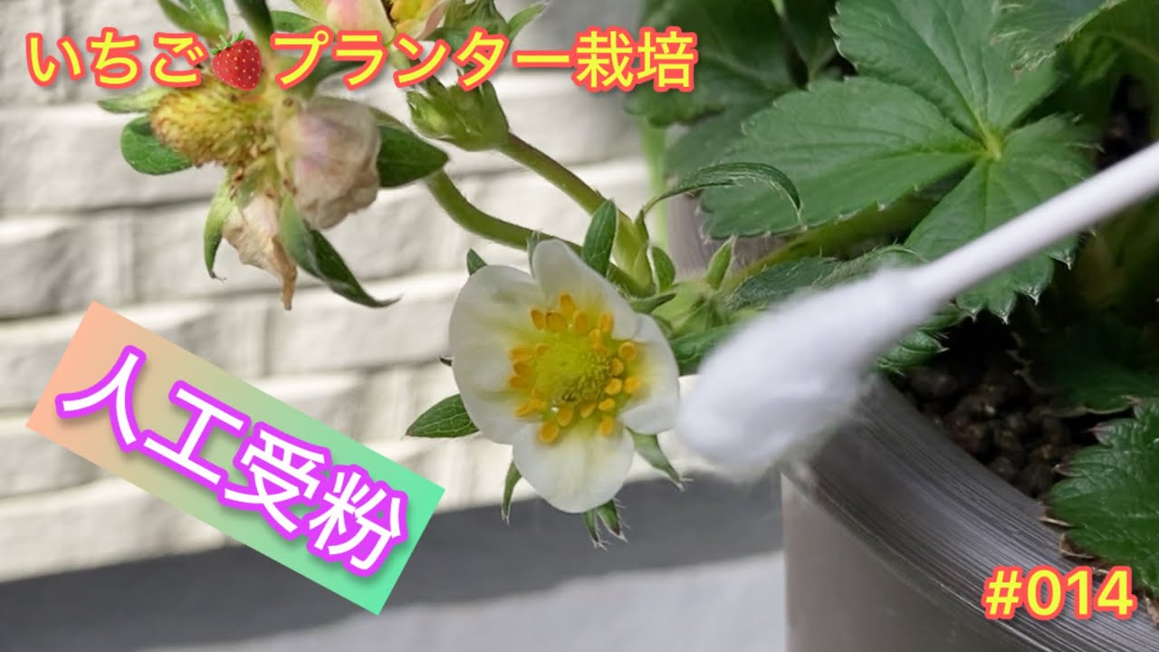 いちご🍓プランター栽培観察日記 その14(人工受粉)