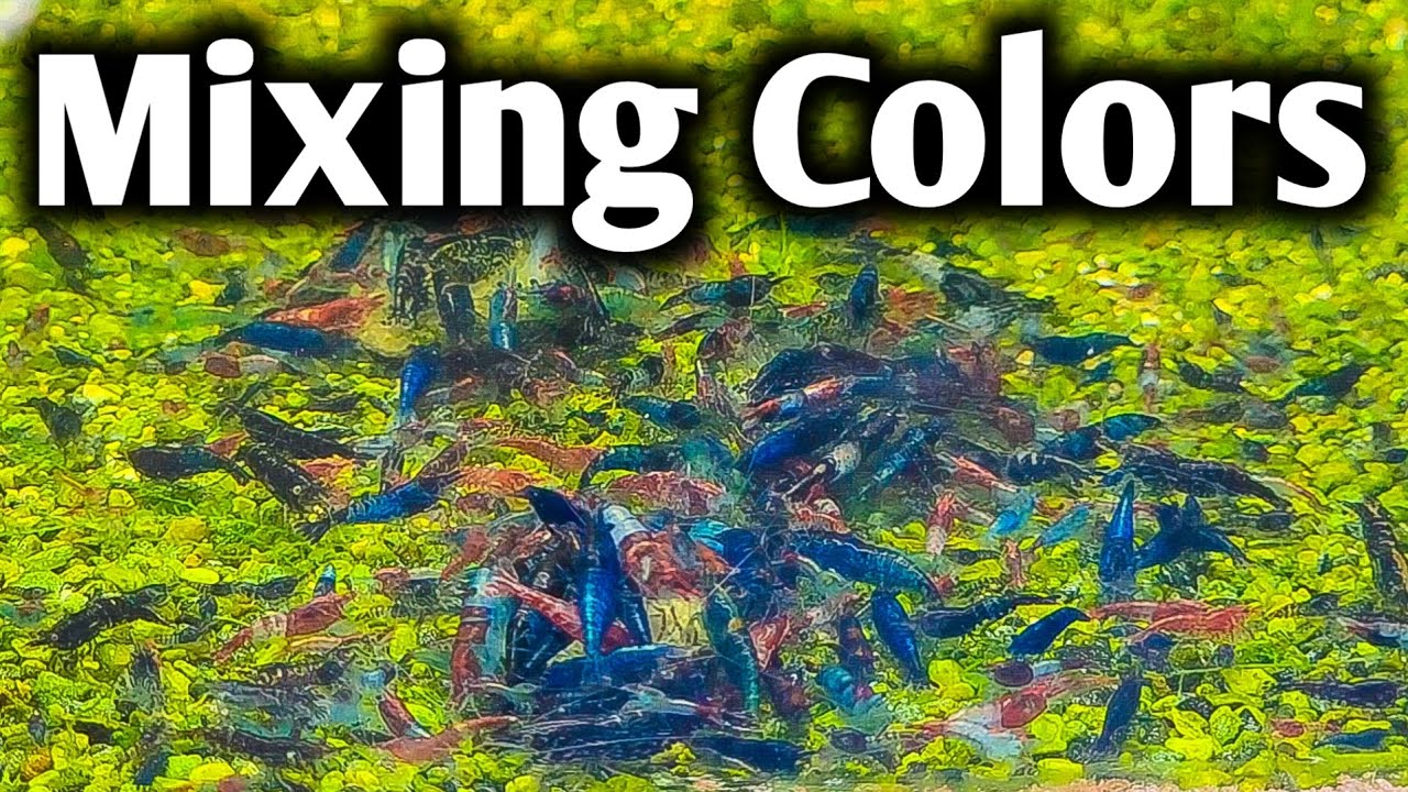 Mixing Different Colors of Shrimp Breeding Experiment - The Results