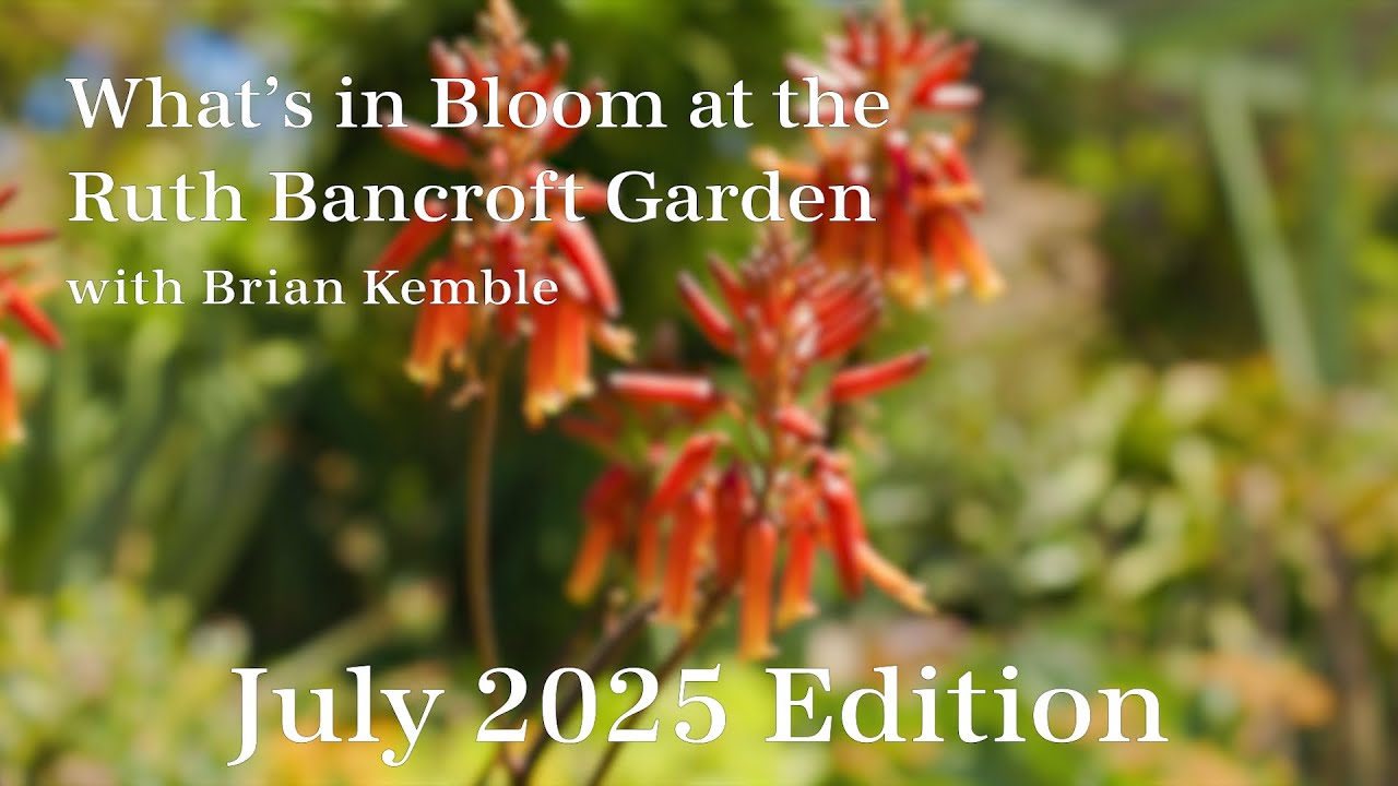What's in Bloom at The Ruth Bancroft Garden (July 2025)