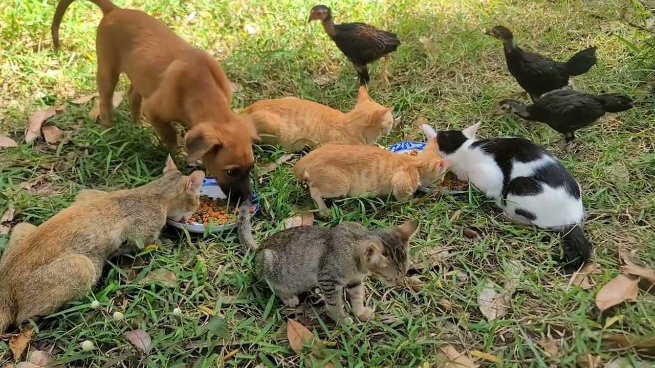 A Full Day on the Farm 🐓🐄 From Dawn to Dusk with Our Animals | Paw & Hoof Life