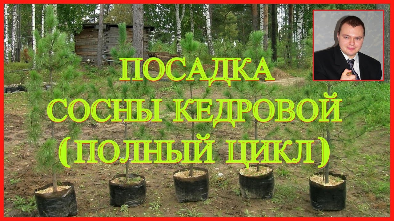#Кедр 👉Сосна кедровая🌲 Как  вырастить Кедр🌲 Полный цикл от А до Я🌲 Стратификация, посадка и уход.