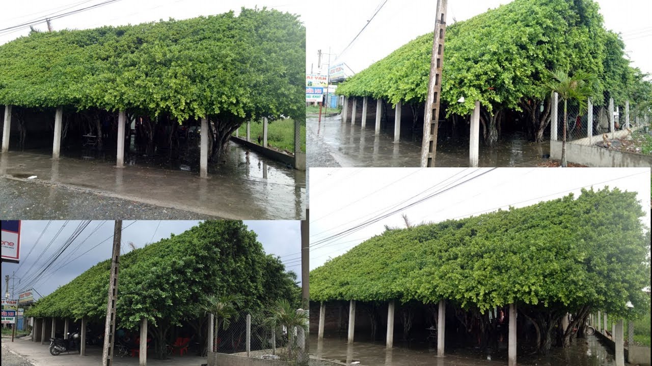 Khám phá Ngôi nhà bằng 36 cây Si độc đáo nhất Miền Tây