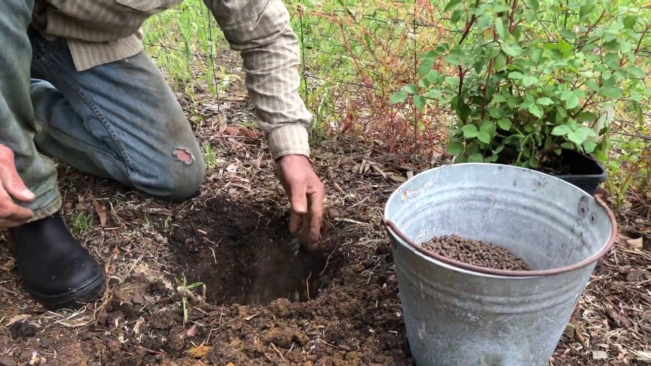 How to plant a potted rose: Brian Wagner from Wagner's Rose Nursery shows you how