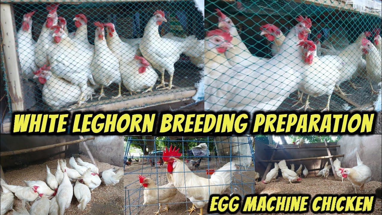 Mga dapat gawin bago mag breeding ng manok (White Leghorn)