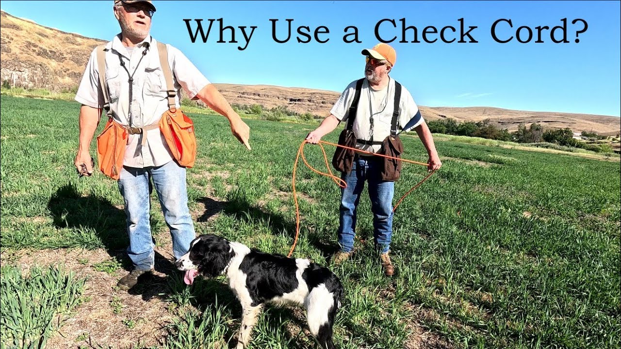 Using a Check Cord to reinforce the COME or HERE command with 6 Month Old Springer Spaniel.