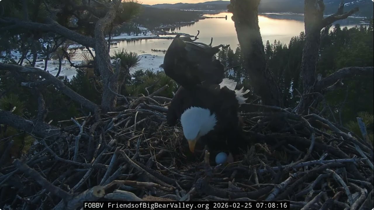 Shadow's first shift, mating 25.02.2026 @FOBBVCAM