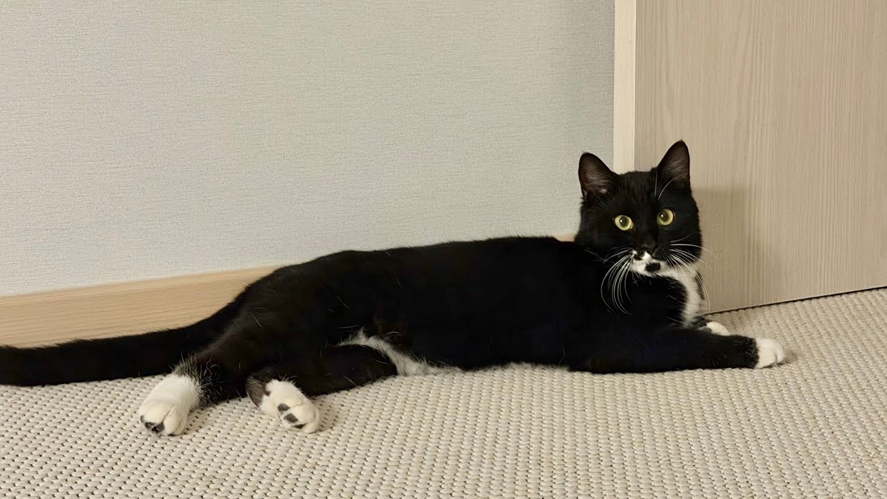 꼬마신사 장만식 브이로그 모아보기🐈‍⬛🖤