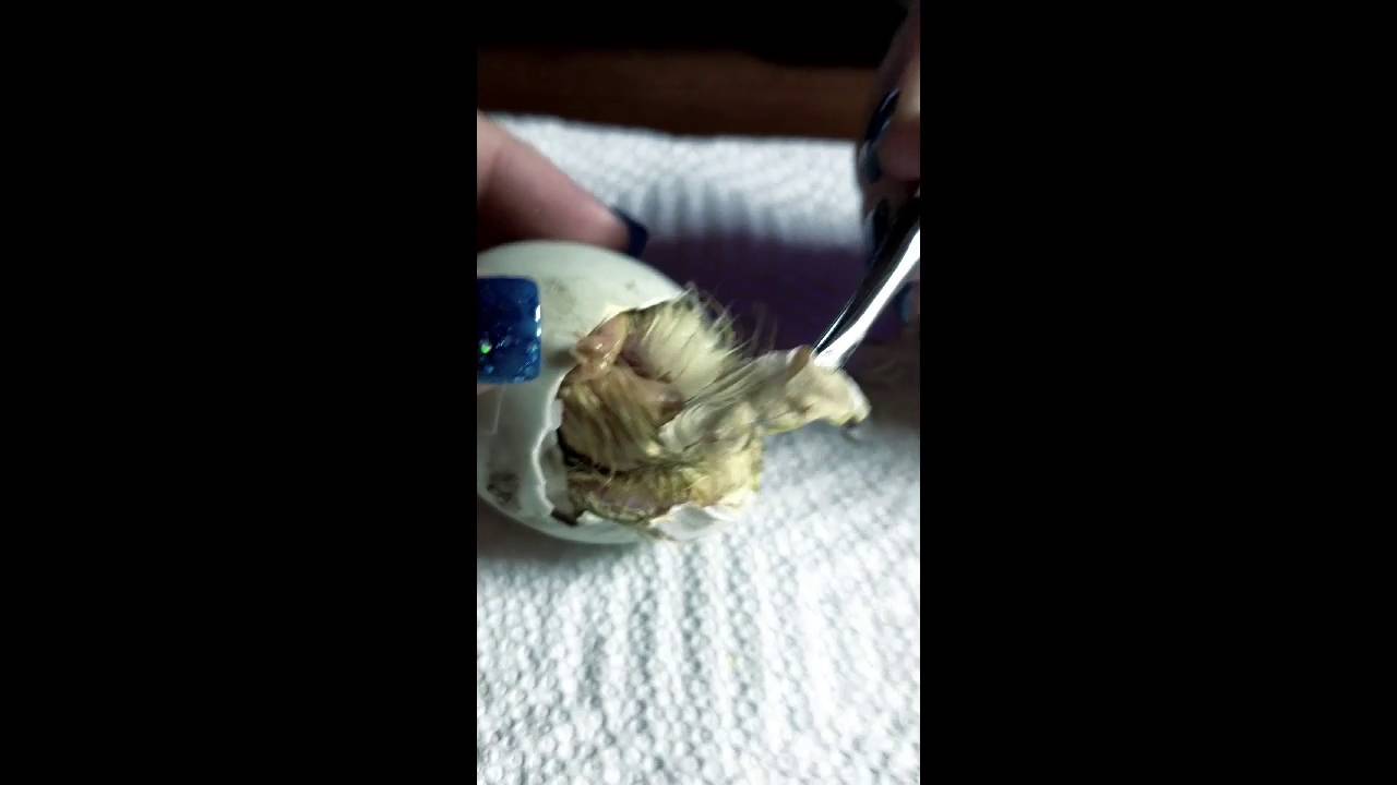 Indian Runner Duck Eggs Day 28 Assisted Hatch