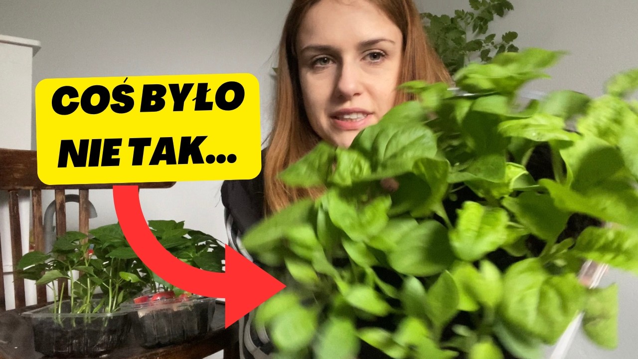 Dlaczego moje rozsady przestały rosnąć?