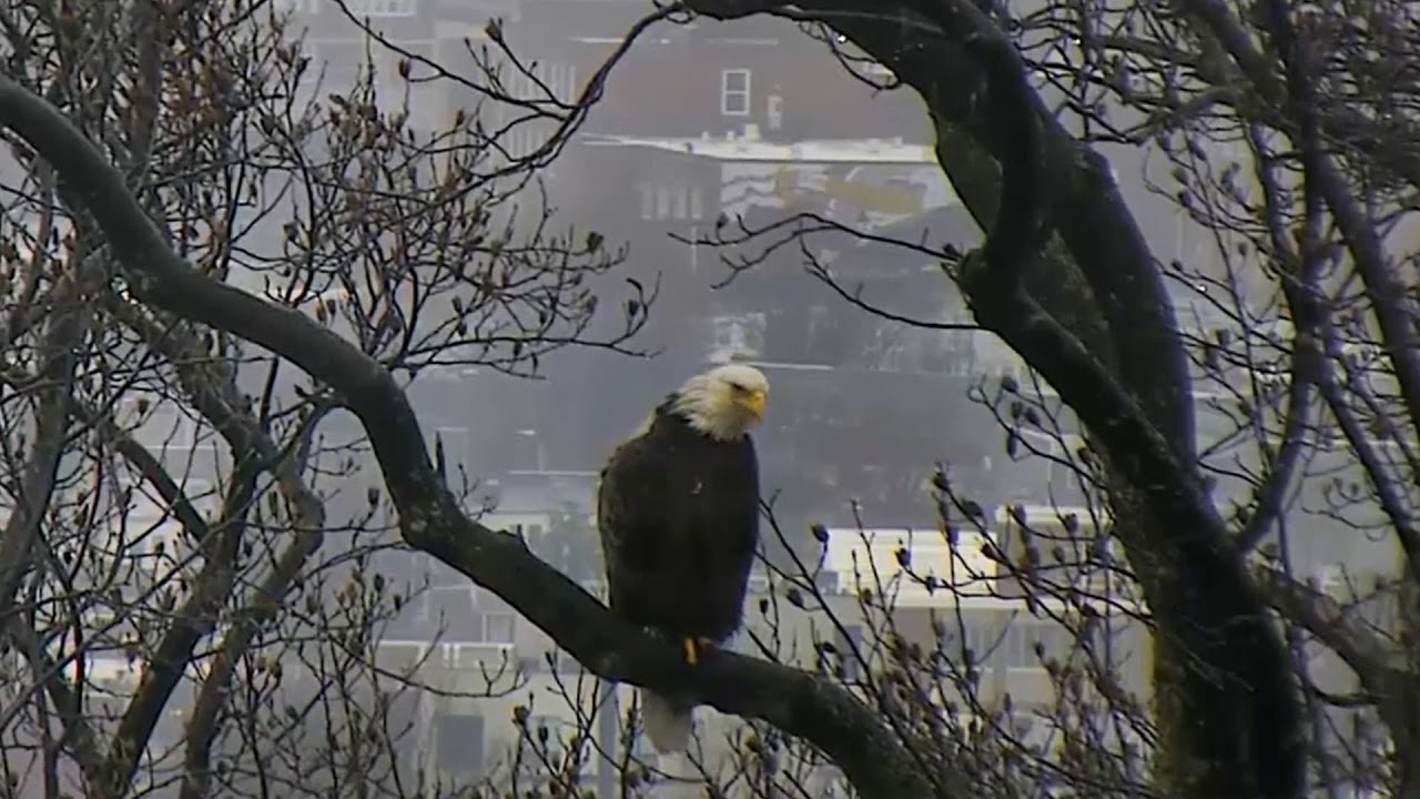 AEF DC EAGLE CAM:  07 MAR 2018 - C is for Casting Pellets