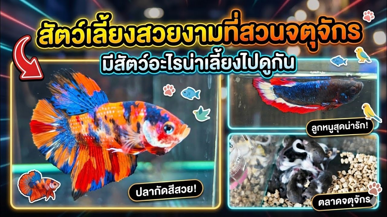 สัตว์เลี้ยงสวยงามที่สวนจตุจักรมีสัตว์อะไรน่าเลี้ยงไปดูกัน