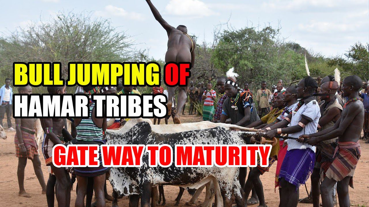 BULL JUMPING - TRANSIT FROM BOY TO MAN (HAMAR TRIBES) 