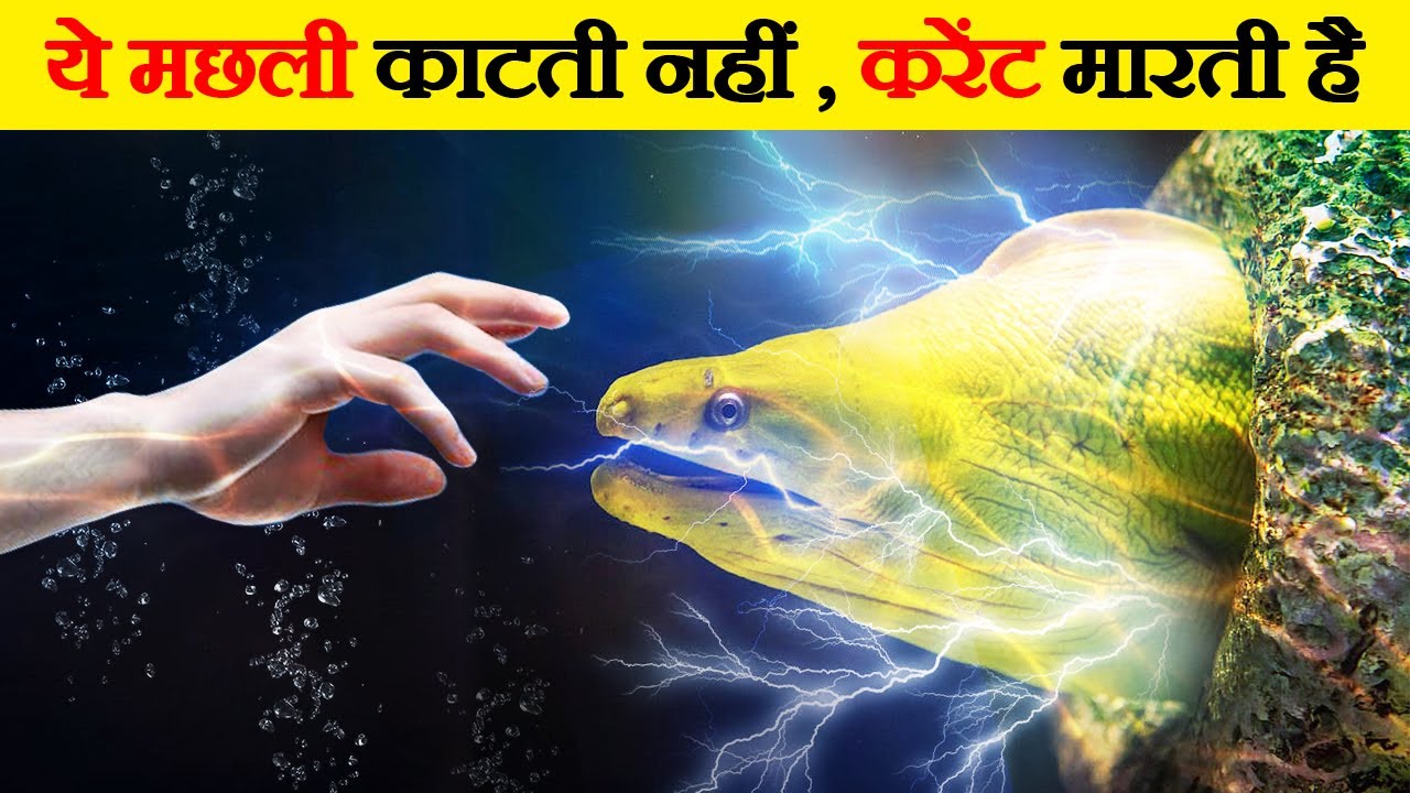 Electric Shock देने वाली मछलियां | Deadliest Electric Fish Species