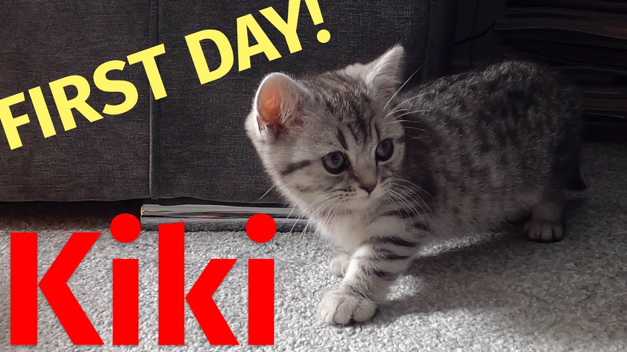 Kiki kitten explores our lounge - British Shorthair Kitten's first day with us