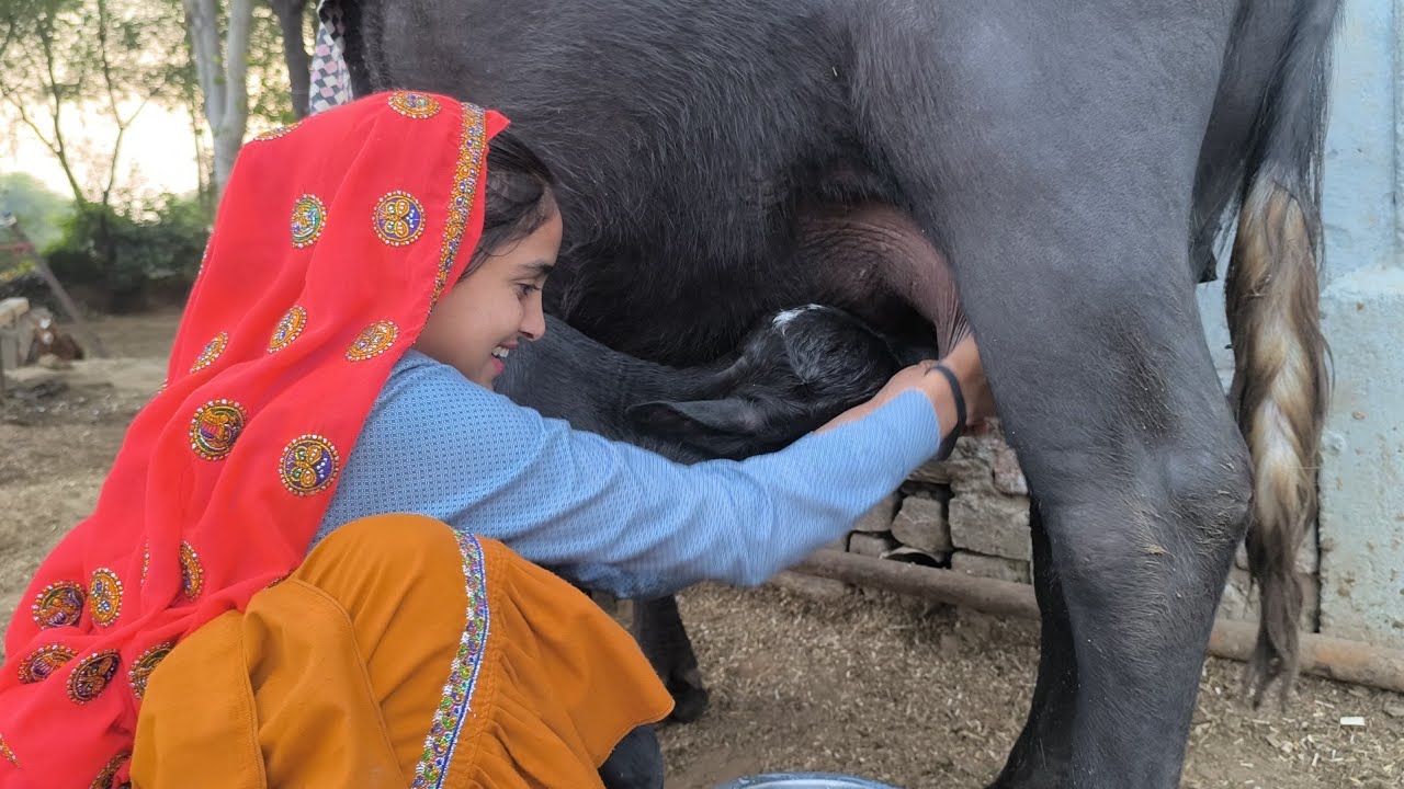 गाय भैंस का दूध बढ़ाने का देसी तरीका गुड़ खिलाने दूध बढ़ाता है doodh bdhane ka tarika | buffalo milk
