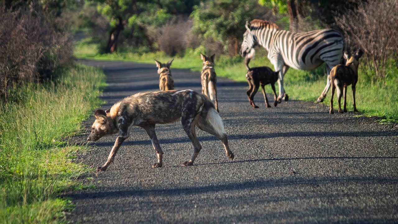 Mkhuze Game Reserve, December 2025 (4K)