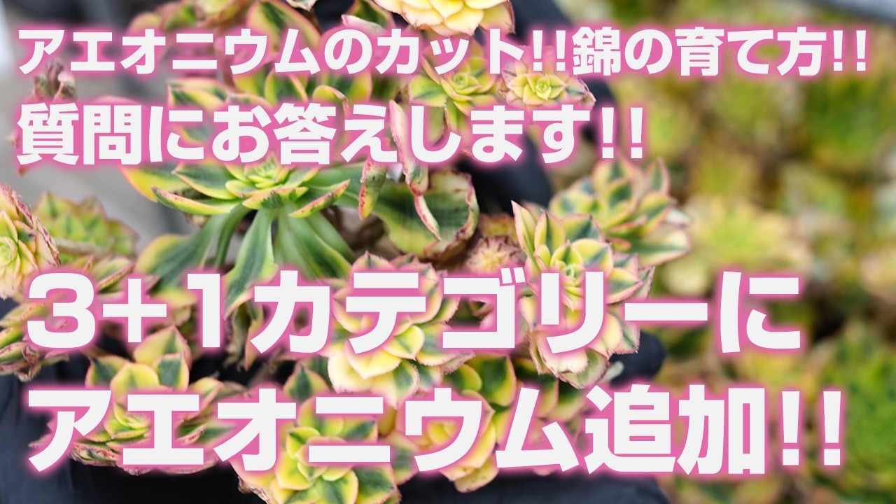【多肉植物】3+1カテゴリーにアエオニウム追加!!アエオニウムのカットと錦の育て方の質問にお答えします!!【succulent】トロピカルガーデン