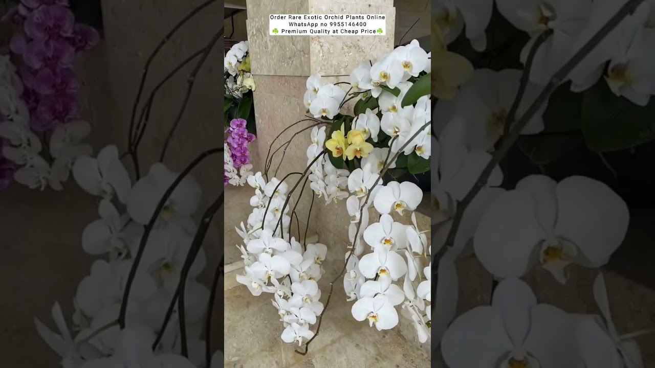 Buy Phalenopsis orchids with flowers #phalaenopsis #orchid #plants #orchidcare #flowers #gardening