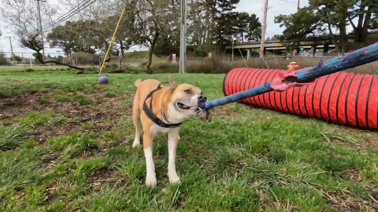 Maddy is waiting for her forever home at the Sequoia Humane Society of Eureka, CA!