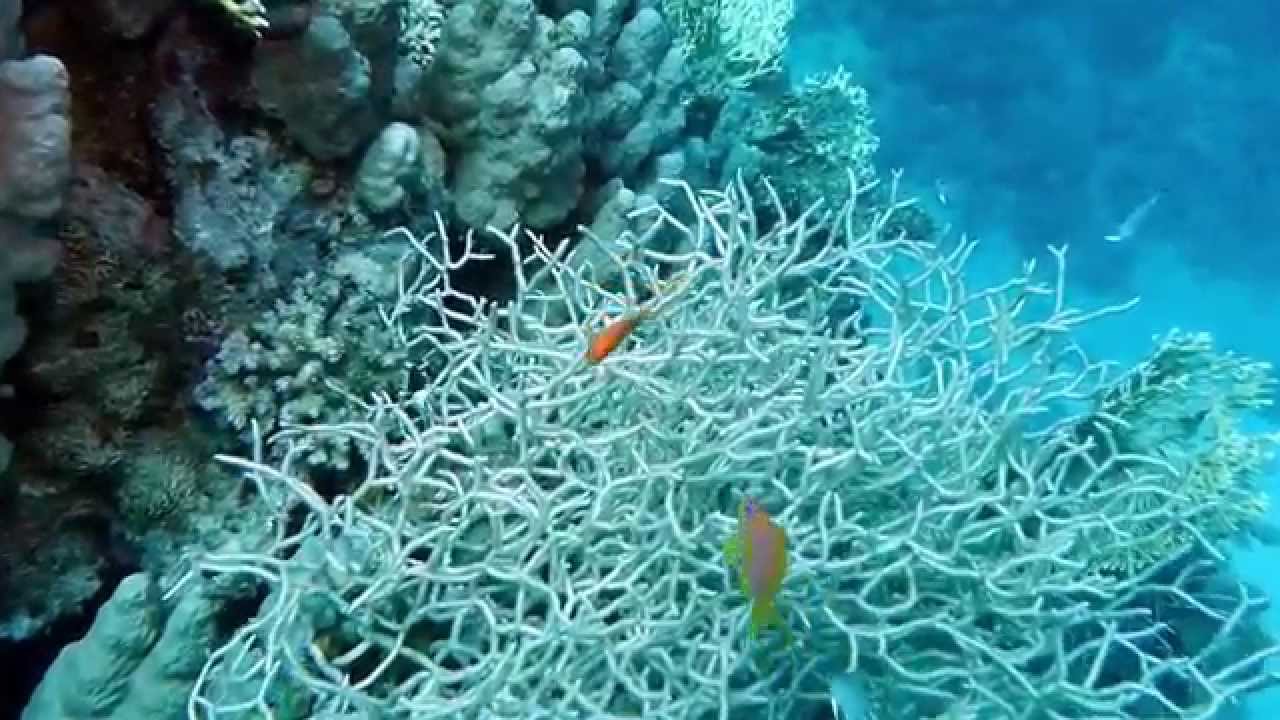 Egypt, Roots Camp, Pharaoh Dive Club, El Quseir, Diving, Red Sea
