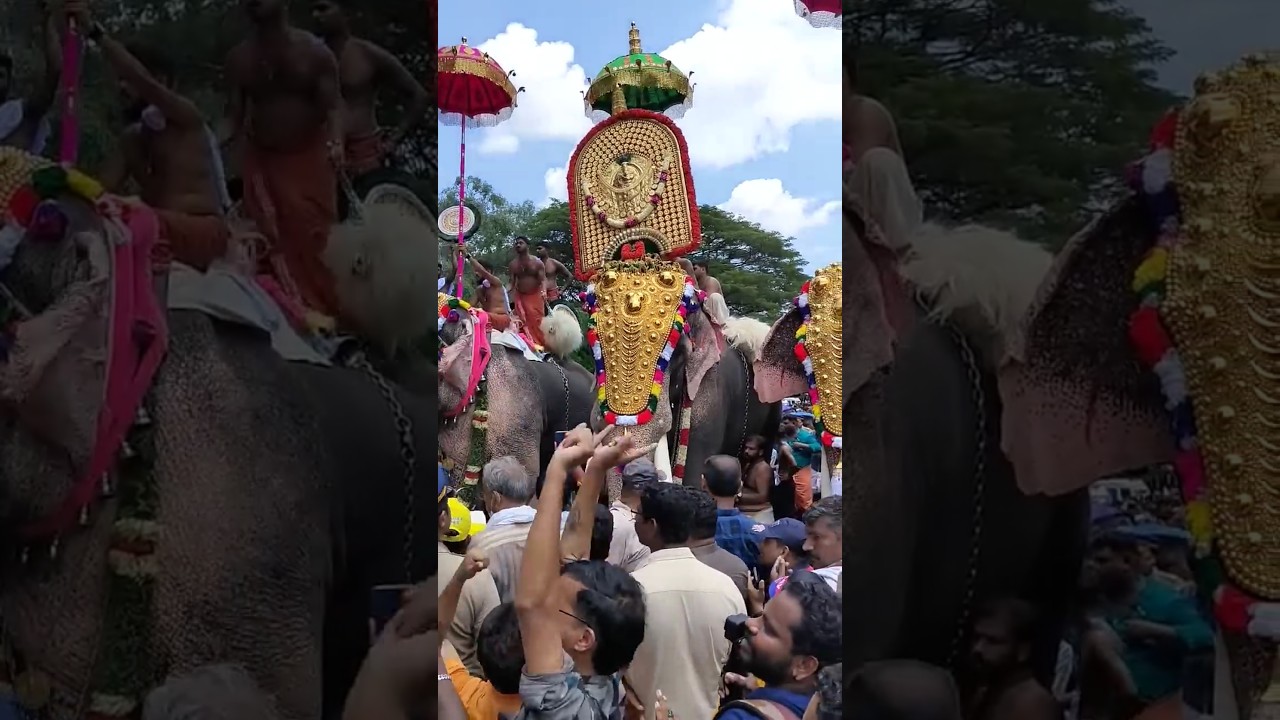 Thrissur Pooram #kerala #festival #pooram #elephant #shorts #india #trending #travel