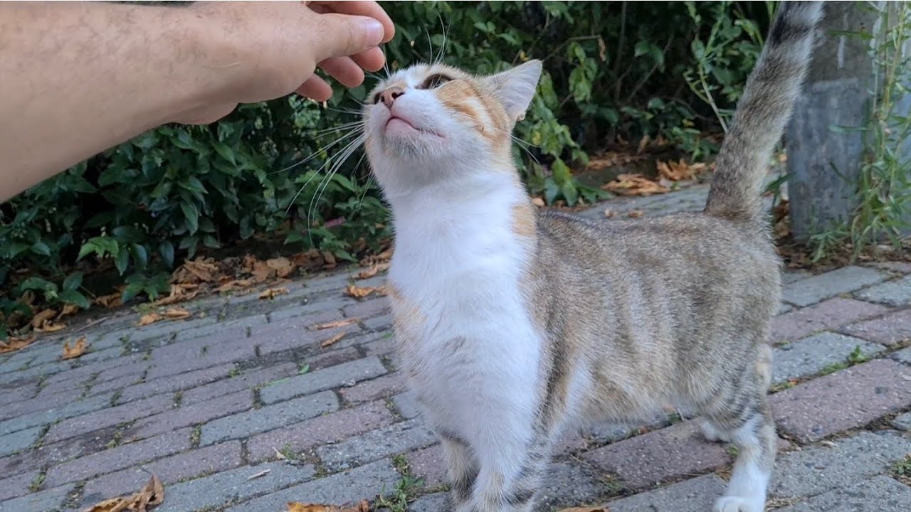 Cutest tomcat i have ever met in my life.