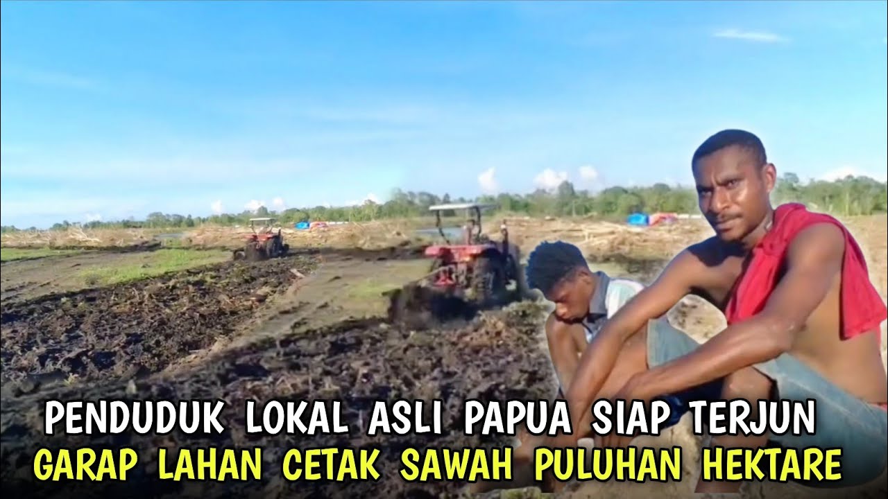 Warga asli Papua❗ikut serta mengolah lahan cetak sawah di provinsi Papua selatan 