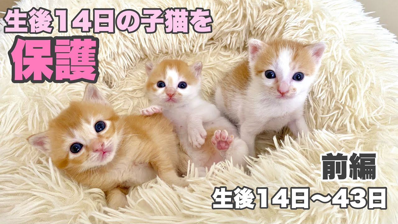 総集編【前編】生後14日の子猫3匹を保護　生後14日〜43日　【おこめ３兄妹】14-day-old kittens sheltered. 14 to 43 days old