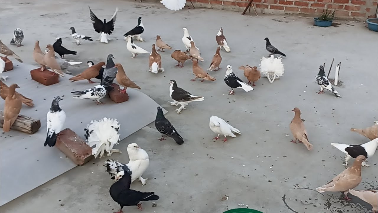 Pigeon Breed #pigeon #pigeonbreed