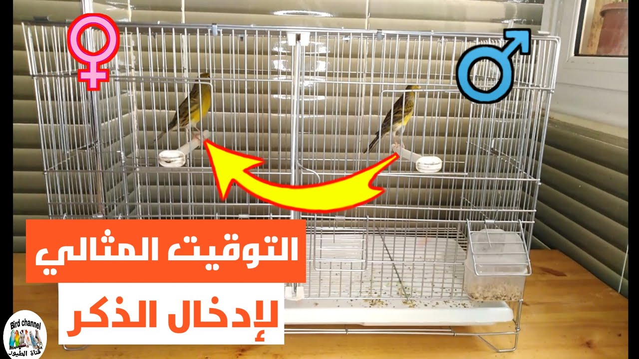 التوقيت المثالي لإدخال ذكر الكناري على الأنتى لتزاوج صحيح وناجح 100% وخالي من الشجار (عملية التشويق)